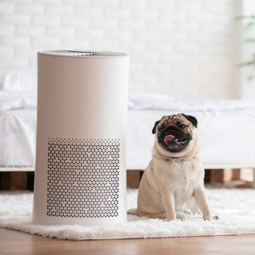 Can Air Purifiers Help With Reducing Pet Allergies Even If I Have Multiple Pets?